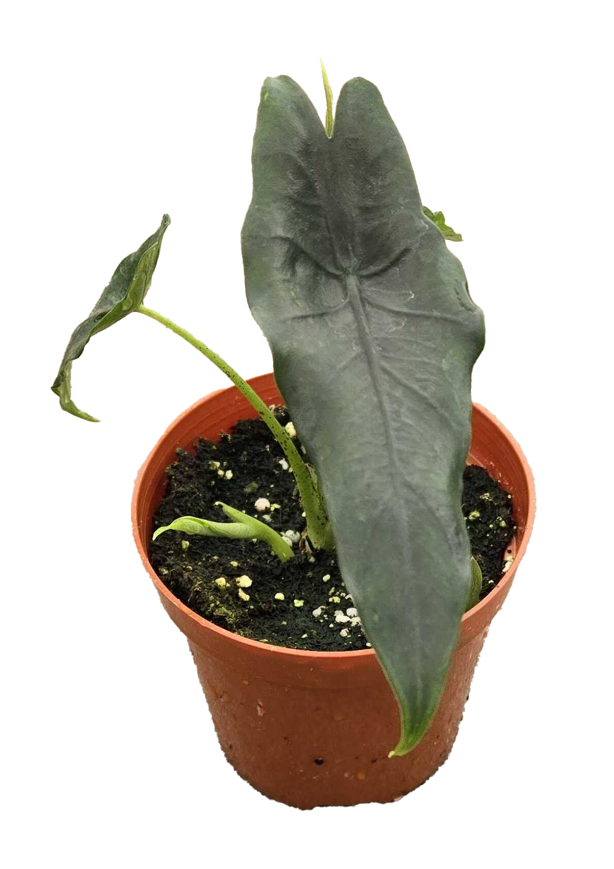 Alocasia Princeps 4 inch Grower Pot