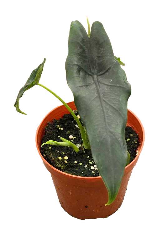 Alocasia Princeps 4 inch Grower Pot