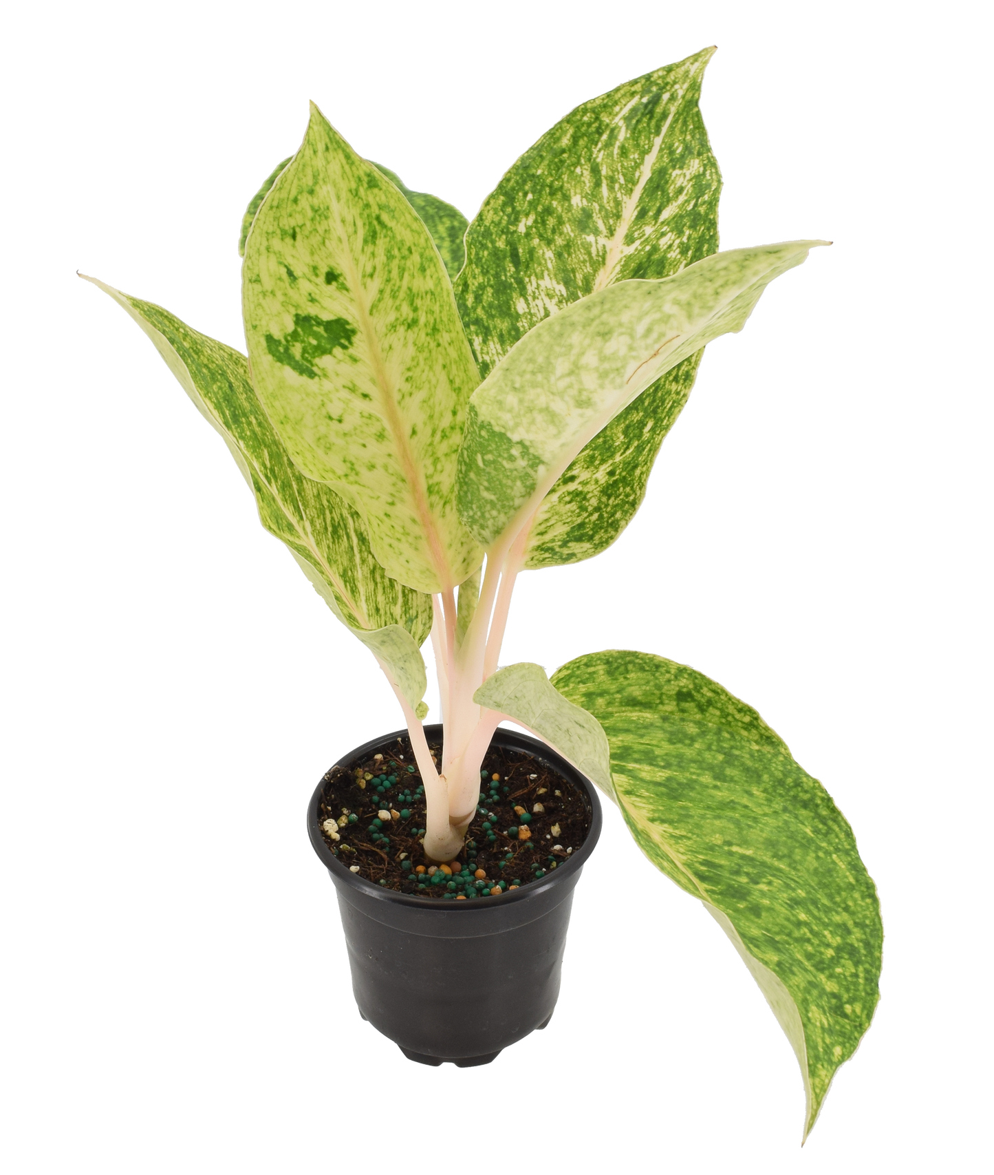 Aglaonema Mahasombat 4 inch Grower Pot