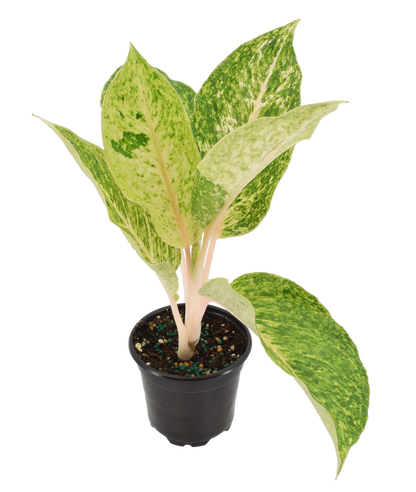 Aglaonema Mahasombat 4 inch Grower Pot