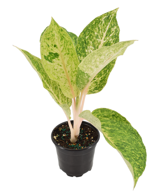 Aglaonema Mahasombat 4 inch Grower Pot