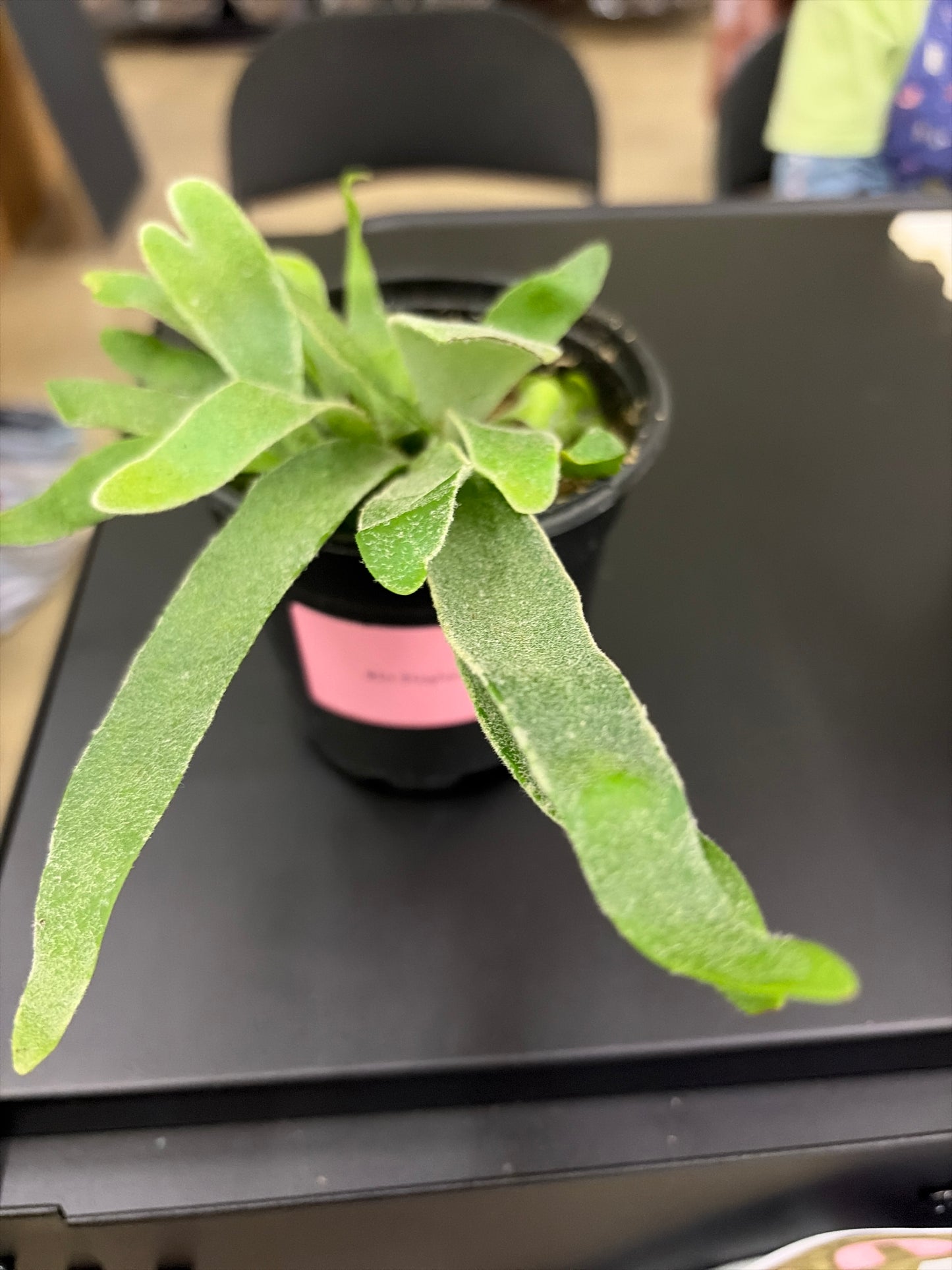 Staghorn Fern (61, 62)