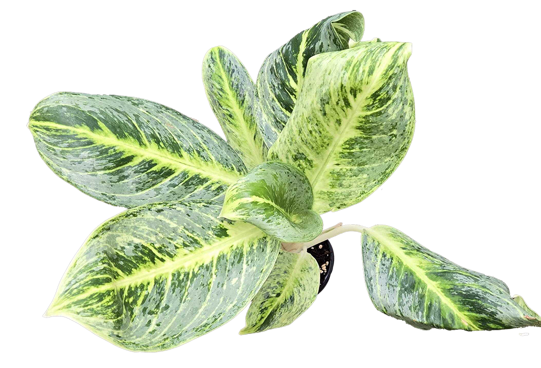 Aglaonema Honey Lemon 4 inch Grower Pot
