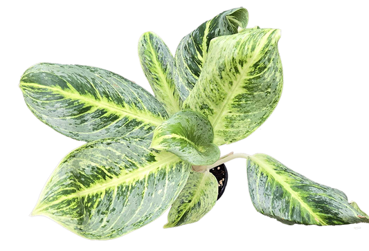 Aglaonema Honey Lemon 4 inch Grower Pot