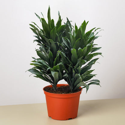 Dracaena 'Janet Craig'