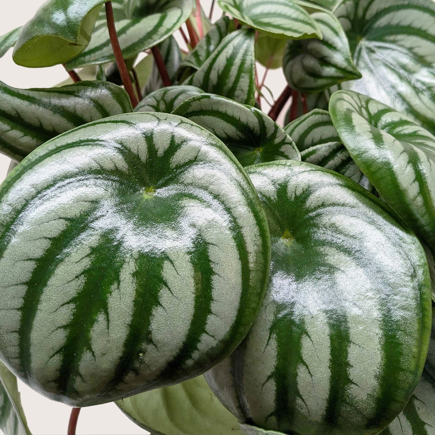 Peperomia 'Watermelon'