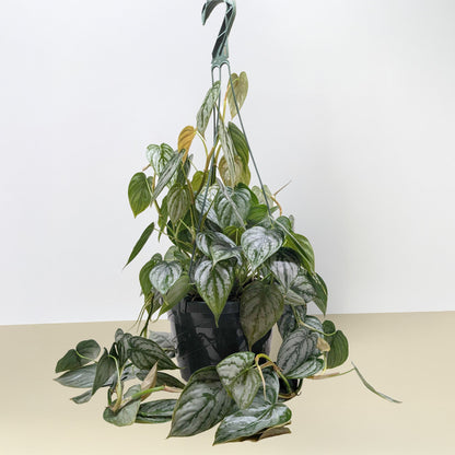Philodendron 'Brandi'