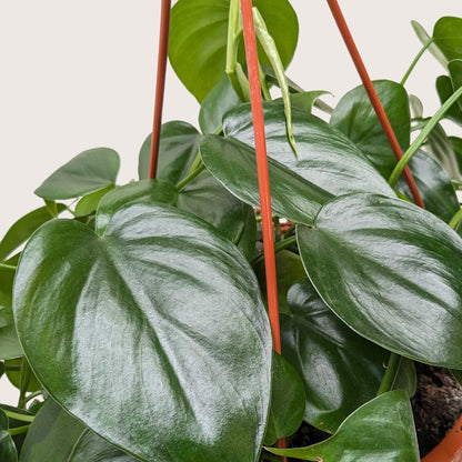 Philodendron Cordatum 'Heartleaf'