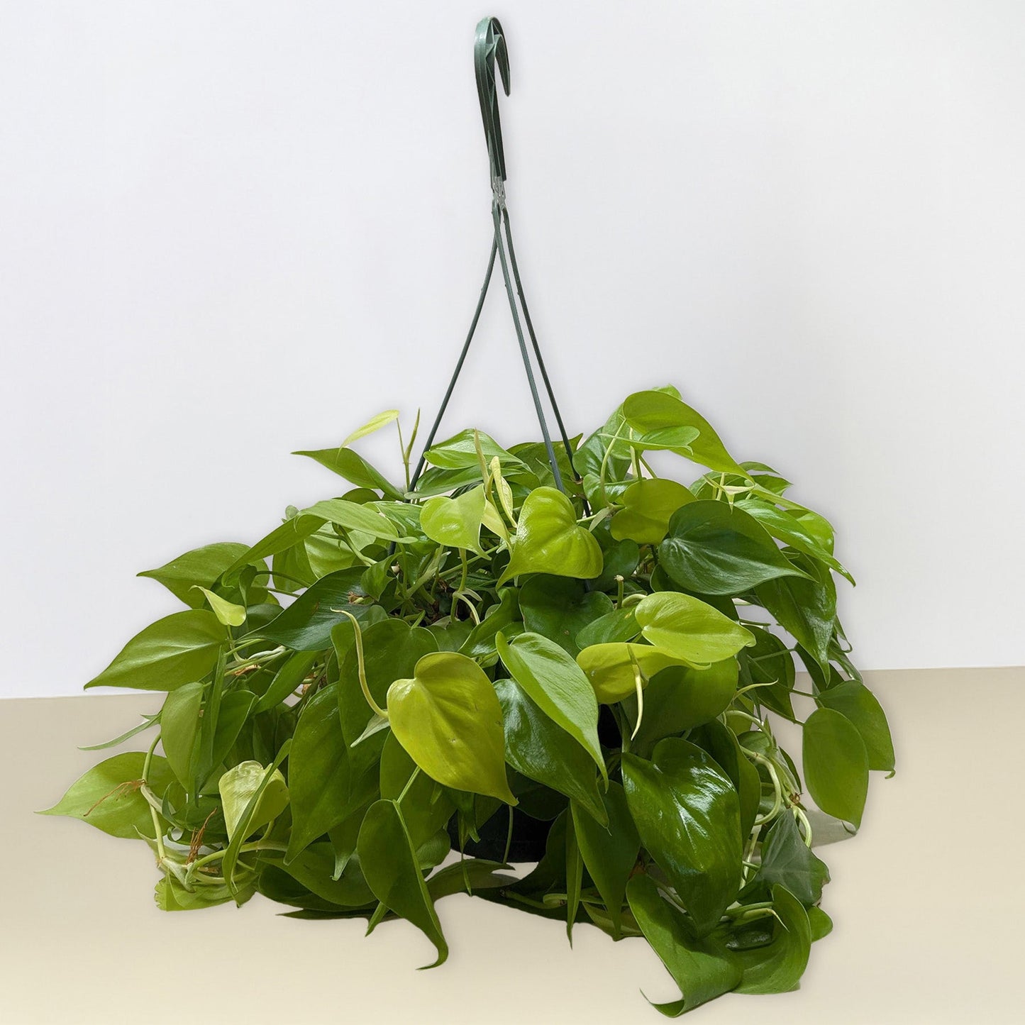 Philodendron Cordatum 'Neon'