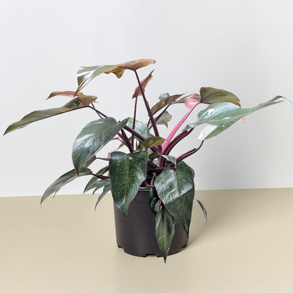 Philodendron 'Pink Princess'