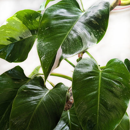 Philodendron 'White Princess'