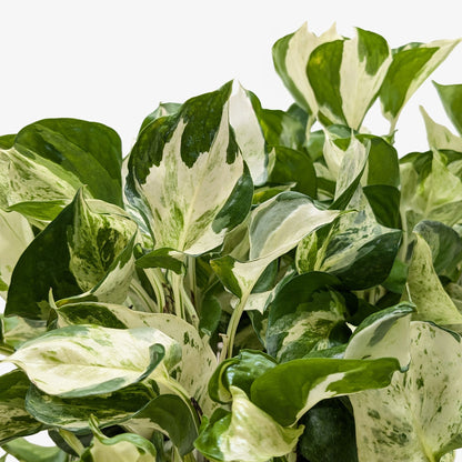 Pothos 'Manjula'