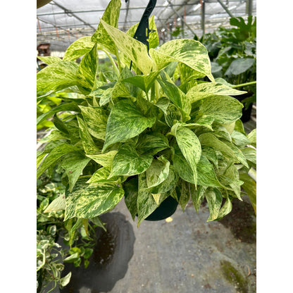 Pothos 'Marble Queen'