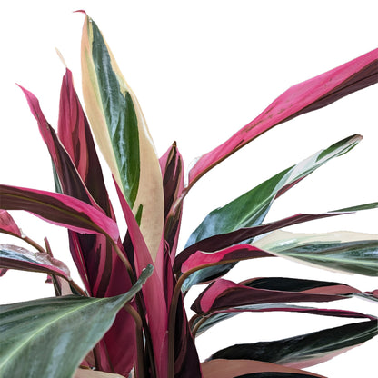 Stromanthe 'Triostar'