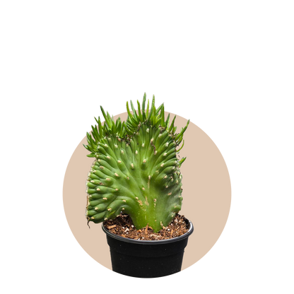 Cactus Opuntia Subulata Crested 4 inch Grower Pot
