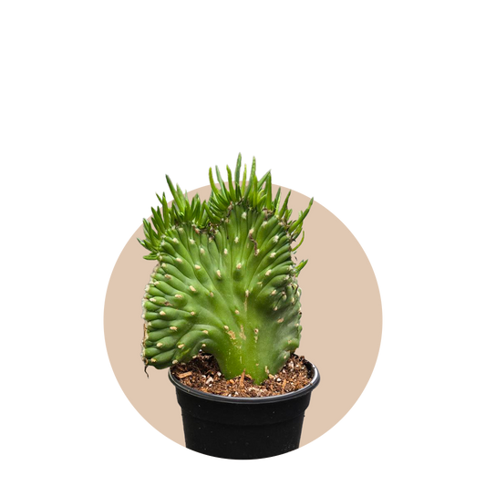 Cactus Opuntia Subulata Crested 4 inch Grower Pot