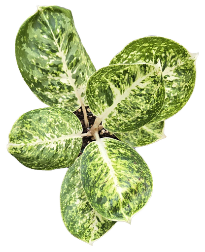 Aglaonema Green Papuma 4 inch Grower Pot