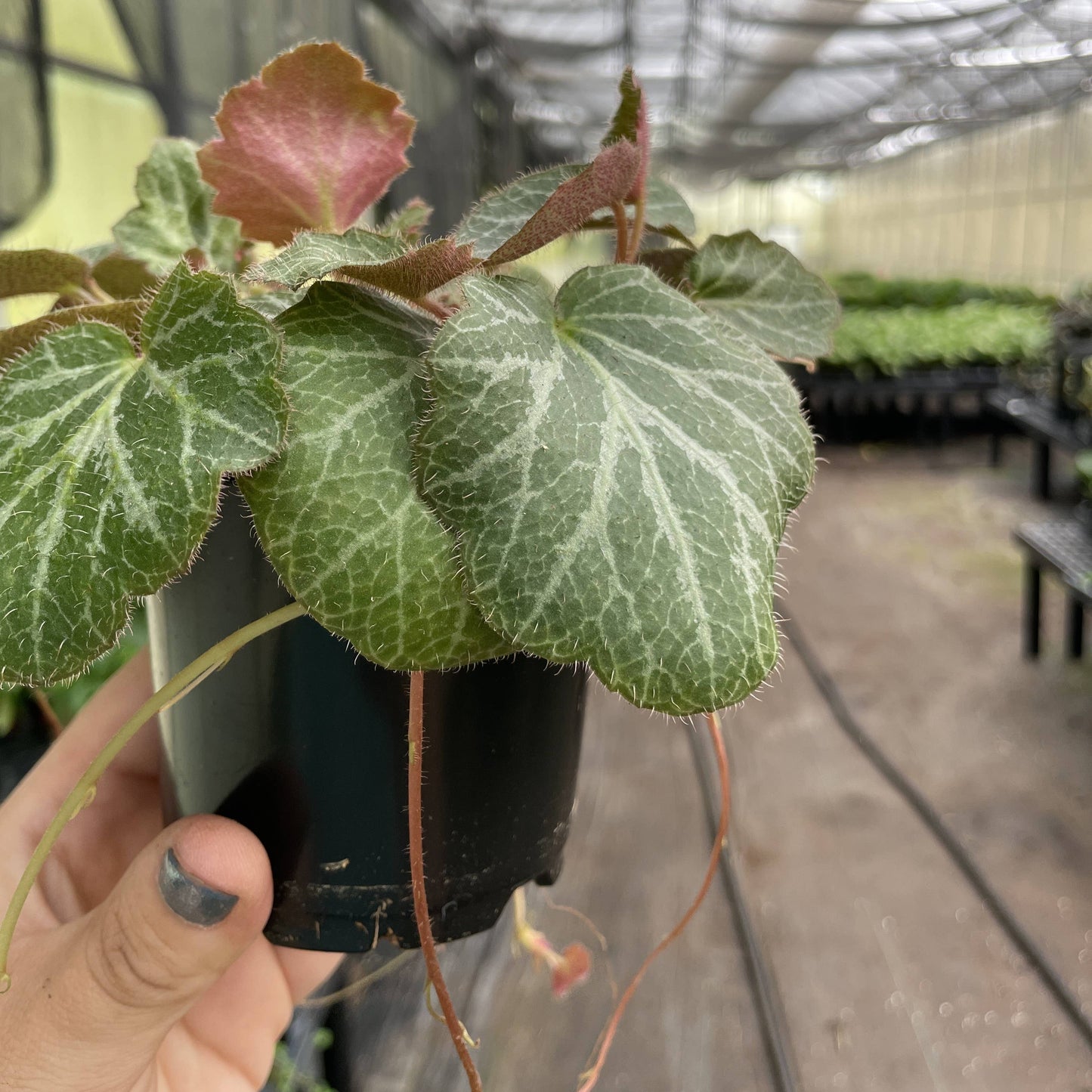 Strawberry Begonia - 4"