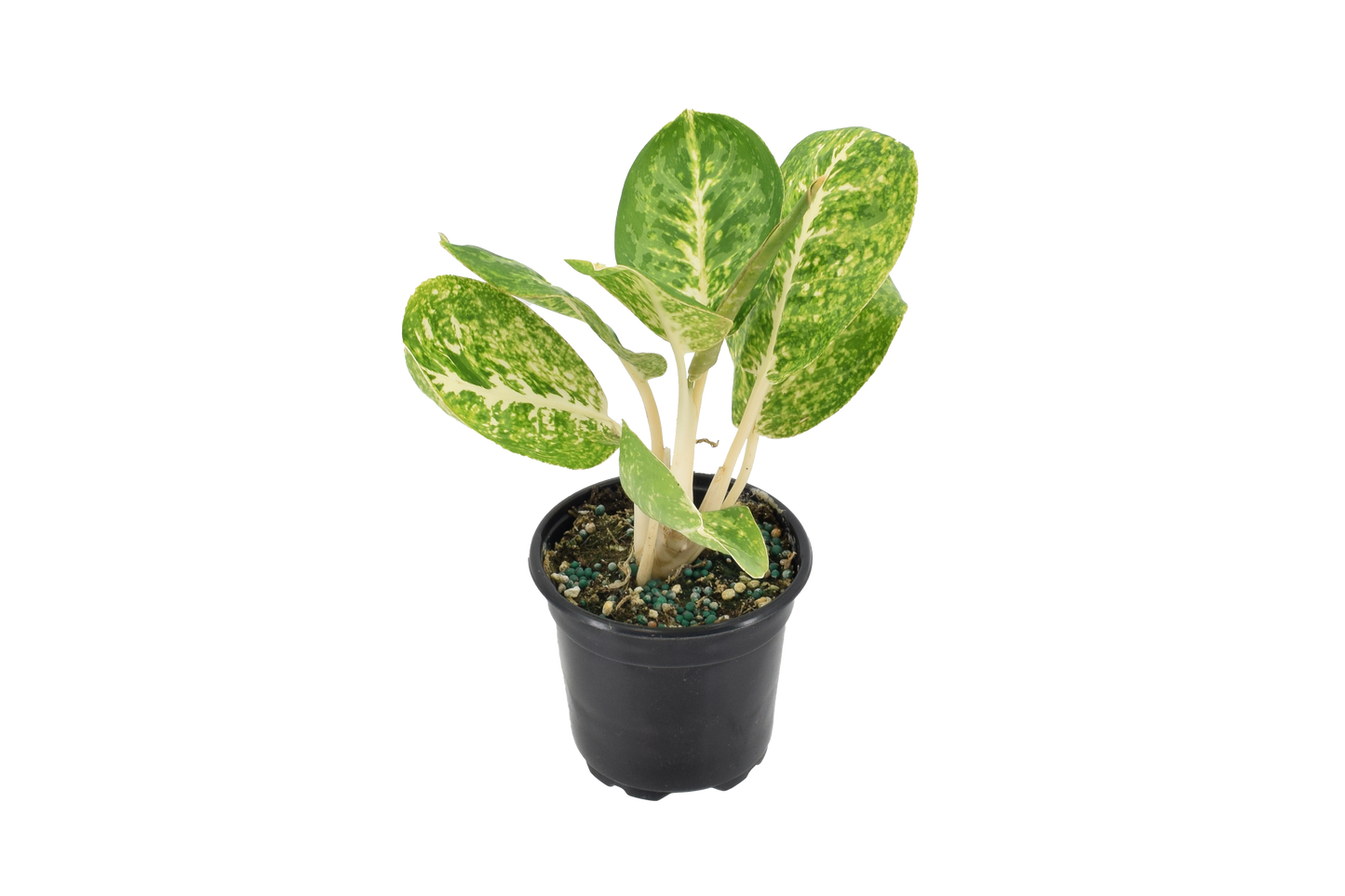 Aglaonema Green Papuma 4 inch Grower Pot