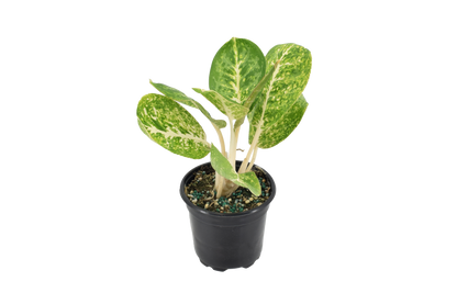 Aglaonema Green Papuma 4 inch Grower Pot