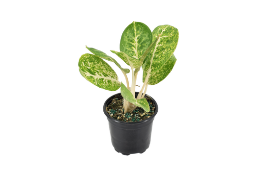 Aglaonema Green Papuma 4 inch Grower Pot