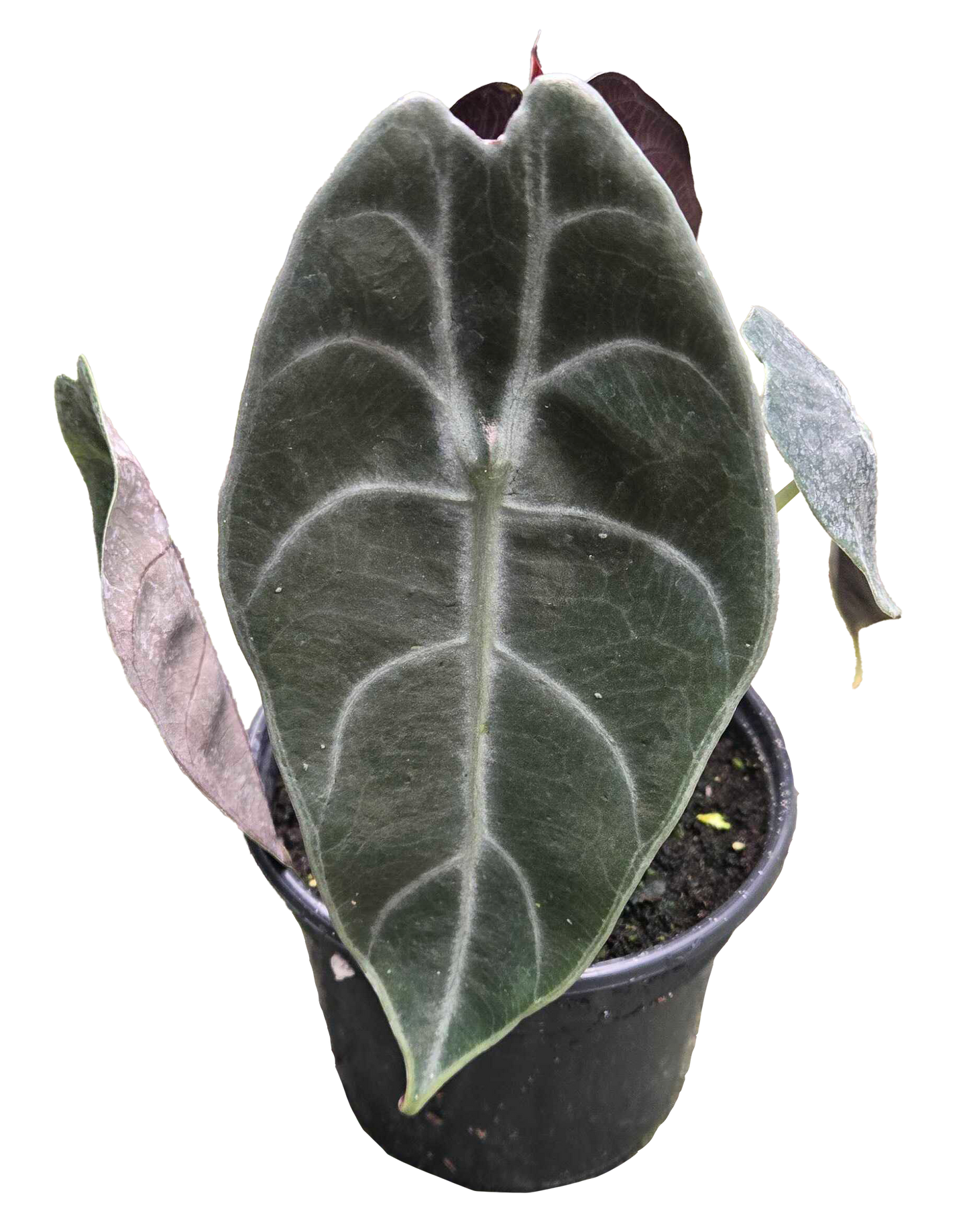 Alocasia Watsoniana 4 inch Grower Pot