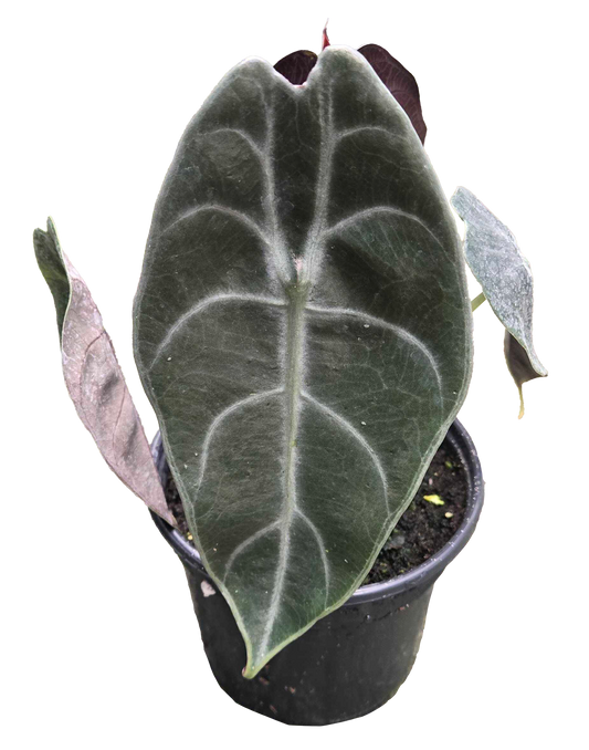 Alocasia Watsoniana 4 inch Grower Pot