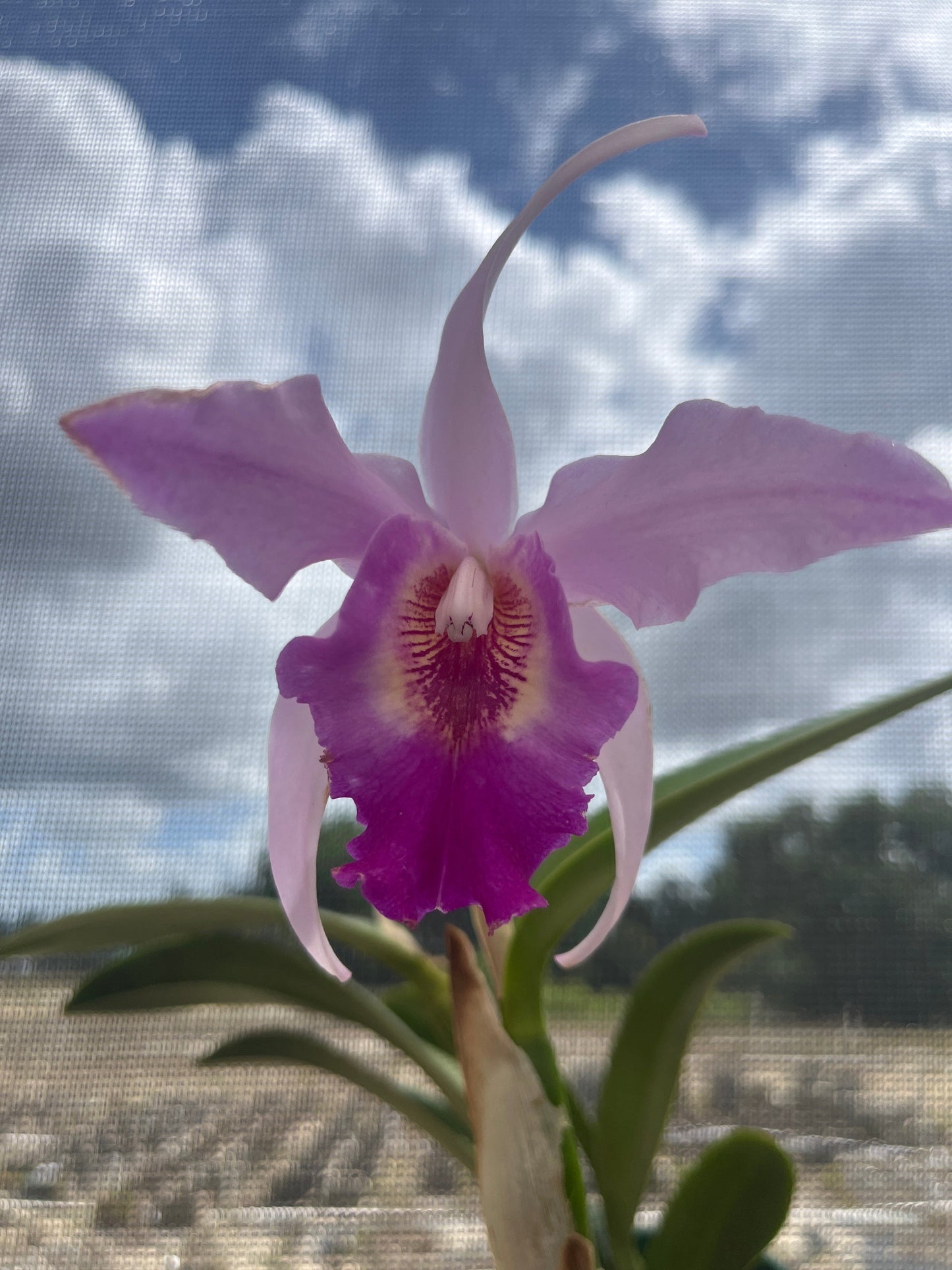 Laeliocattleya Interceps 'shuk' (rec.)