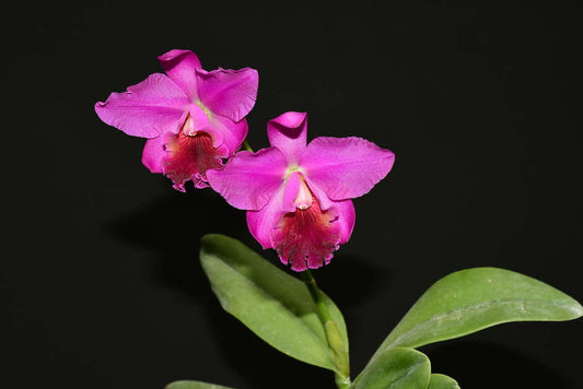 Rhyncholaeliocattleya Fong Cing