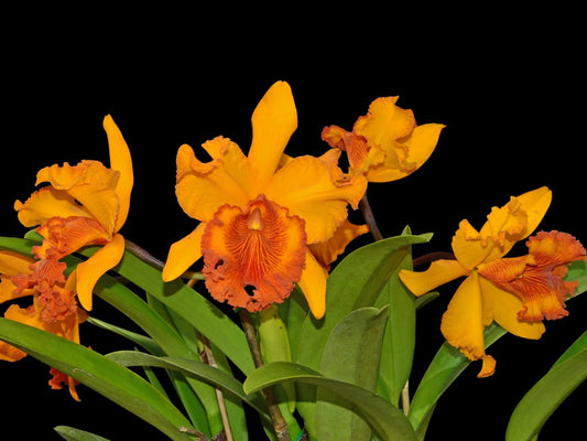 Rhyncholaeliocattleya Hubert Garton