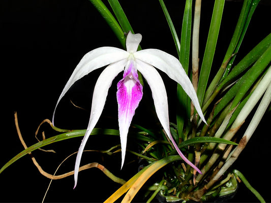 Brassocattleya Ivan Portilla 'Camila'