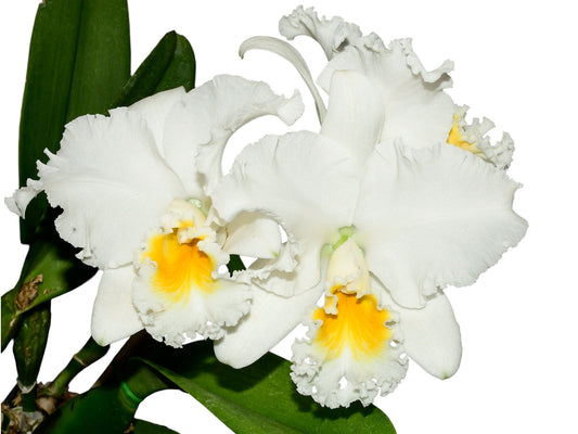 Brassolaeliocattleya Korat Sunrise x Blc. Edgard Van Belle x Blc. Pamela Hetherington