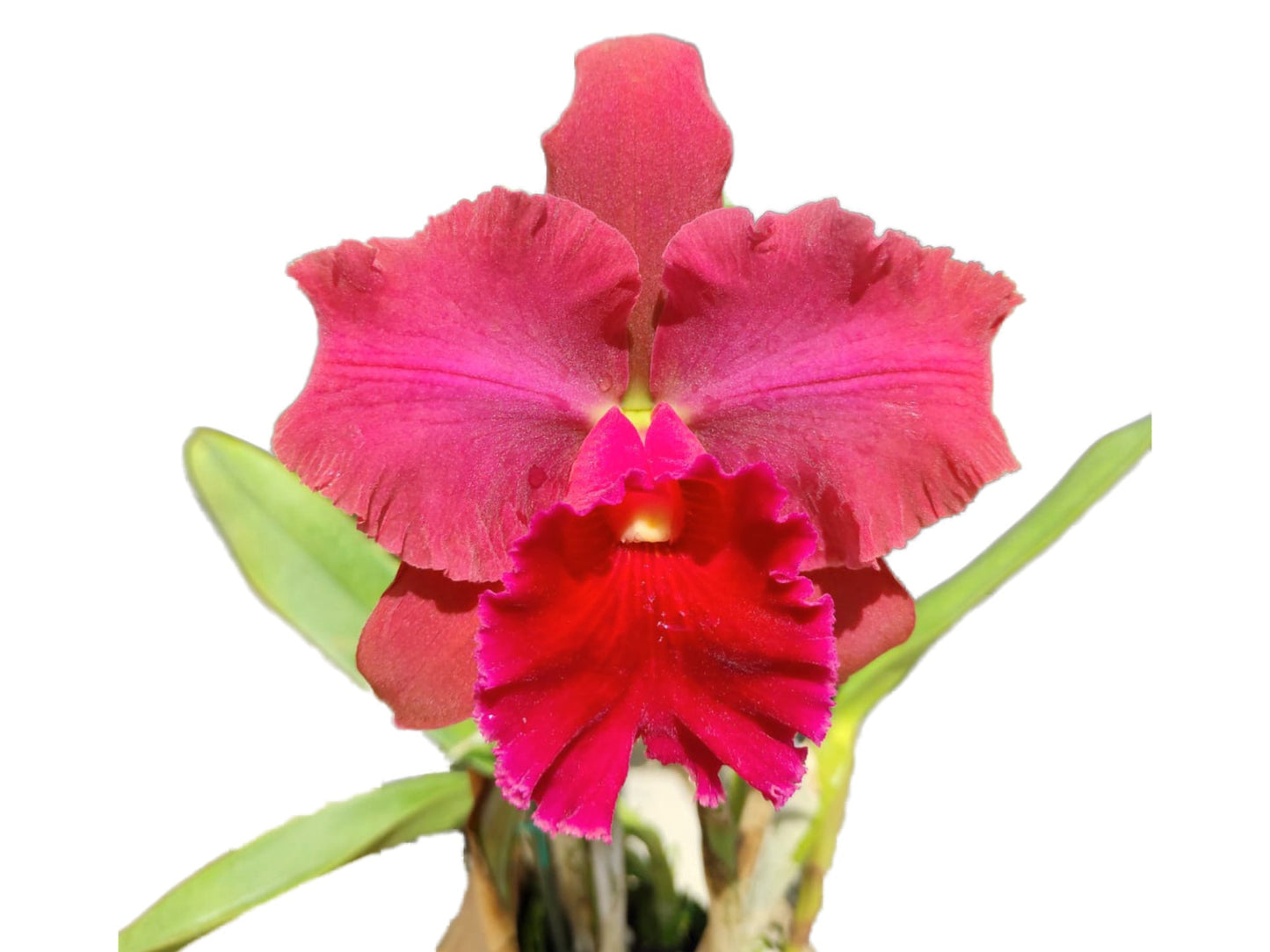 Rhyncholaeliocattleya Maria Ingle