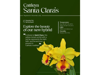 Cattleya Santa Clara’s