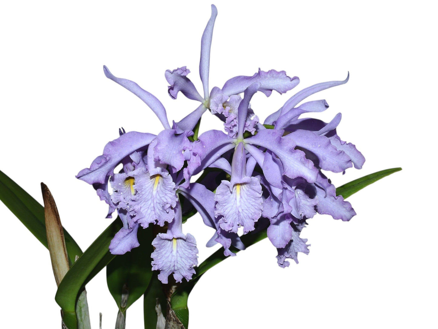 Cattleya maxima f. coerulea 'Gigi' x 'Angelo'