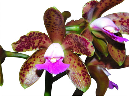 Cattleya tigrina