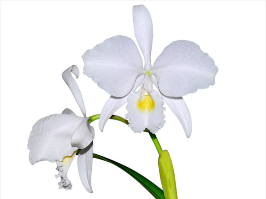 Cattleya trianae f. alba