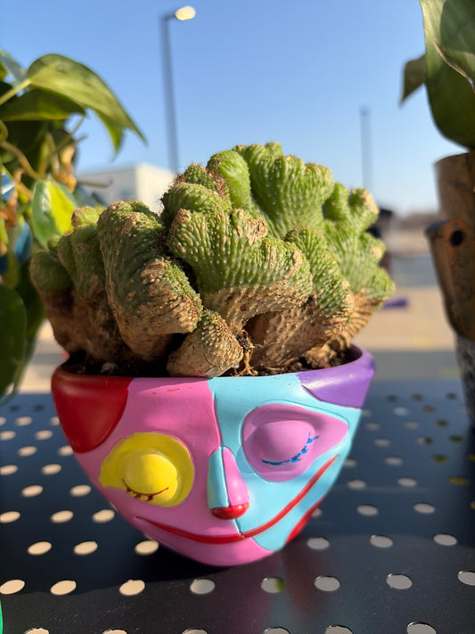 Coral Cactus in Upgraded Planter