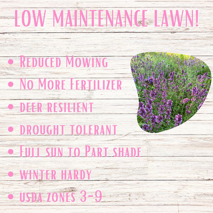 Creeping Thyme Seed Pouch