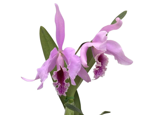 Cattleya Percimax