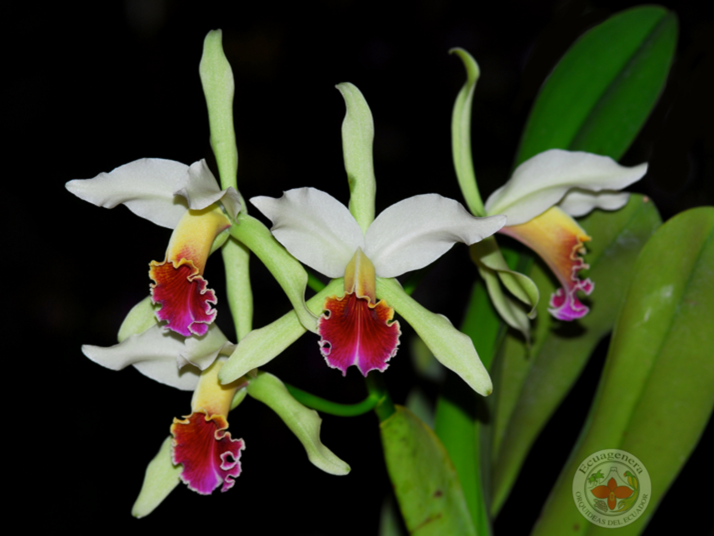 Cattleya Arcadio Arosemena