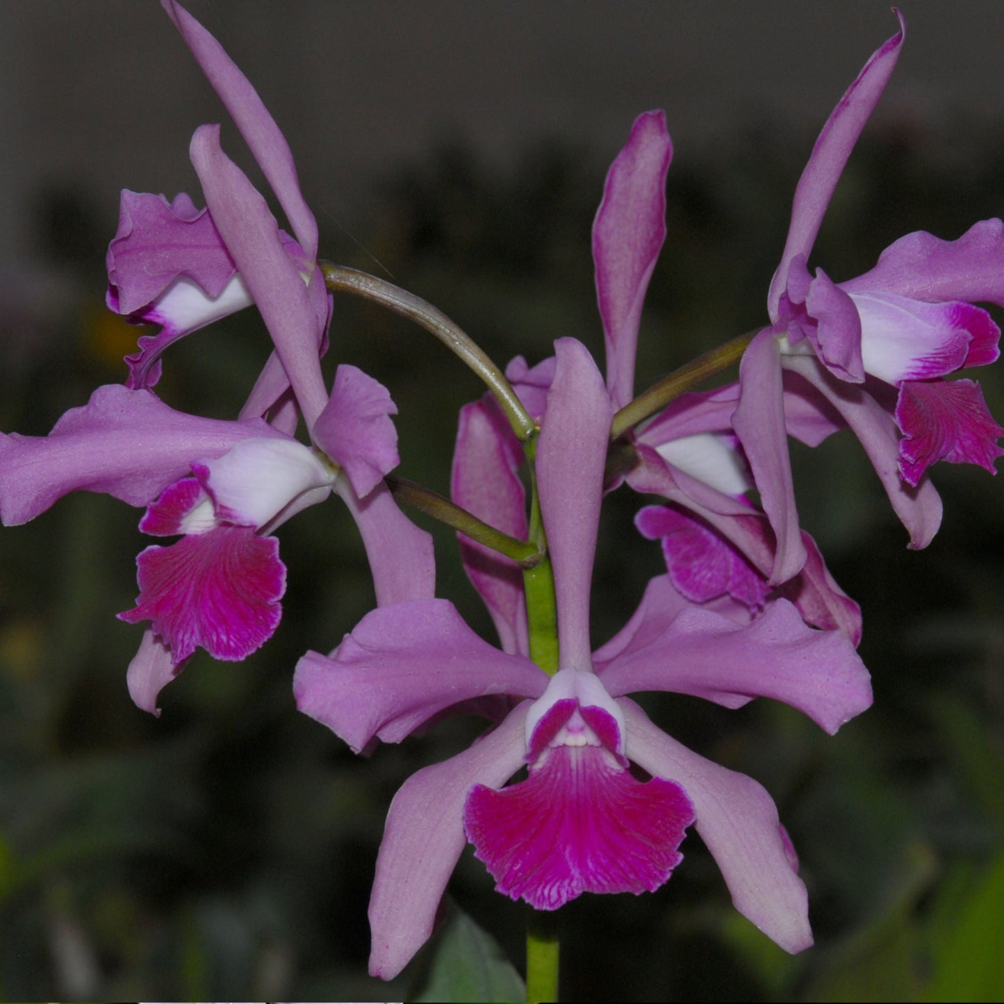 Cattleya Elegans (1879)