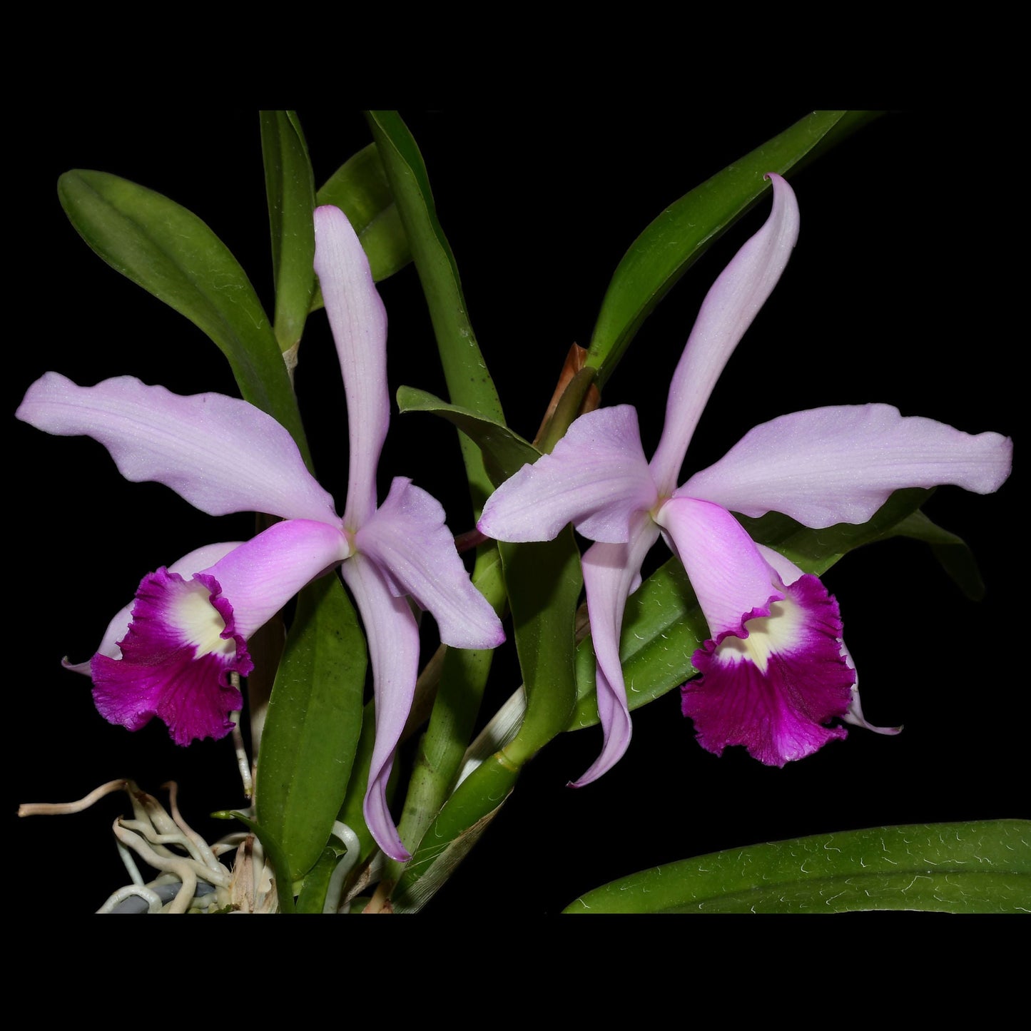 Cattleya Elegans (1898)