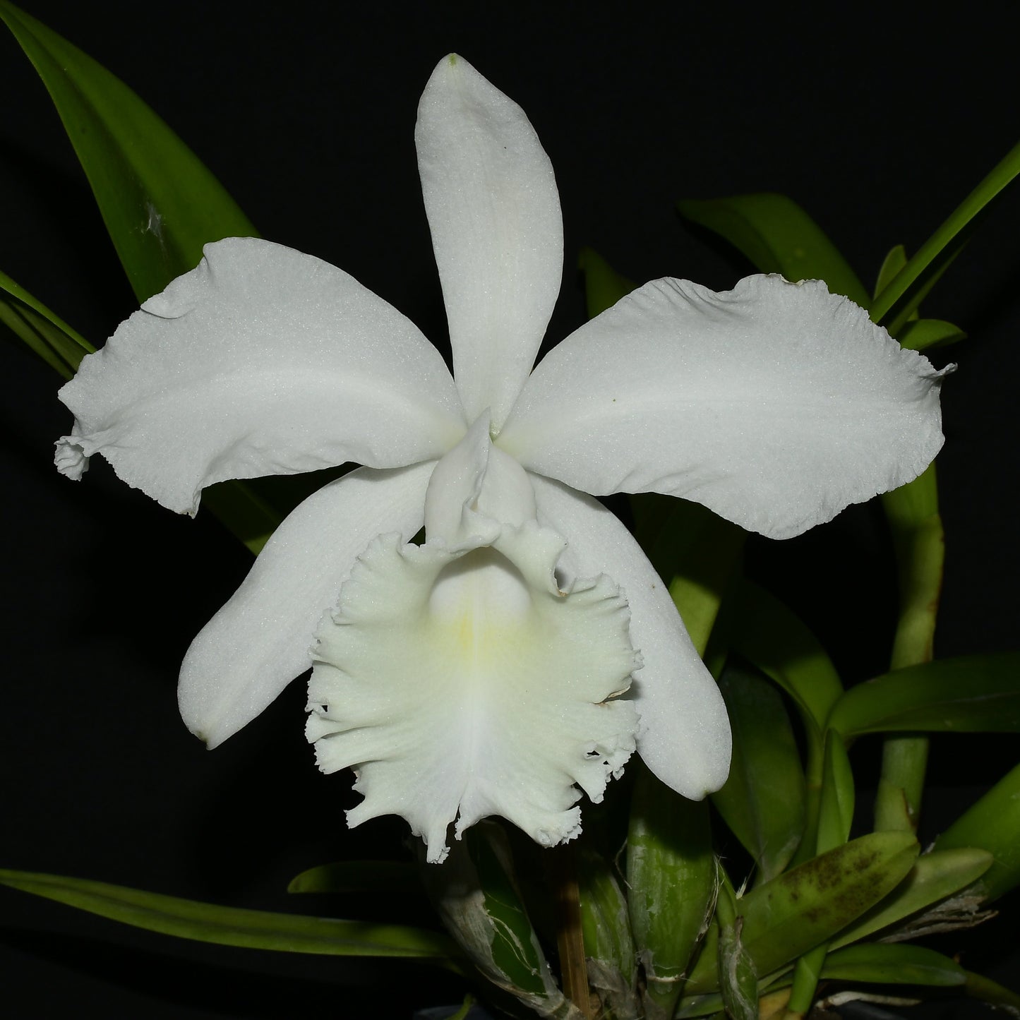 Cattleya Monita Andina