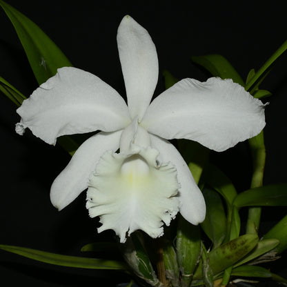 Cattleya Monita Andina