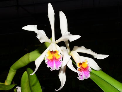 Cattleya Arcadio Arosemena
