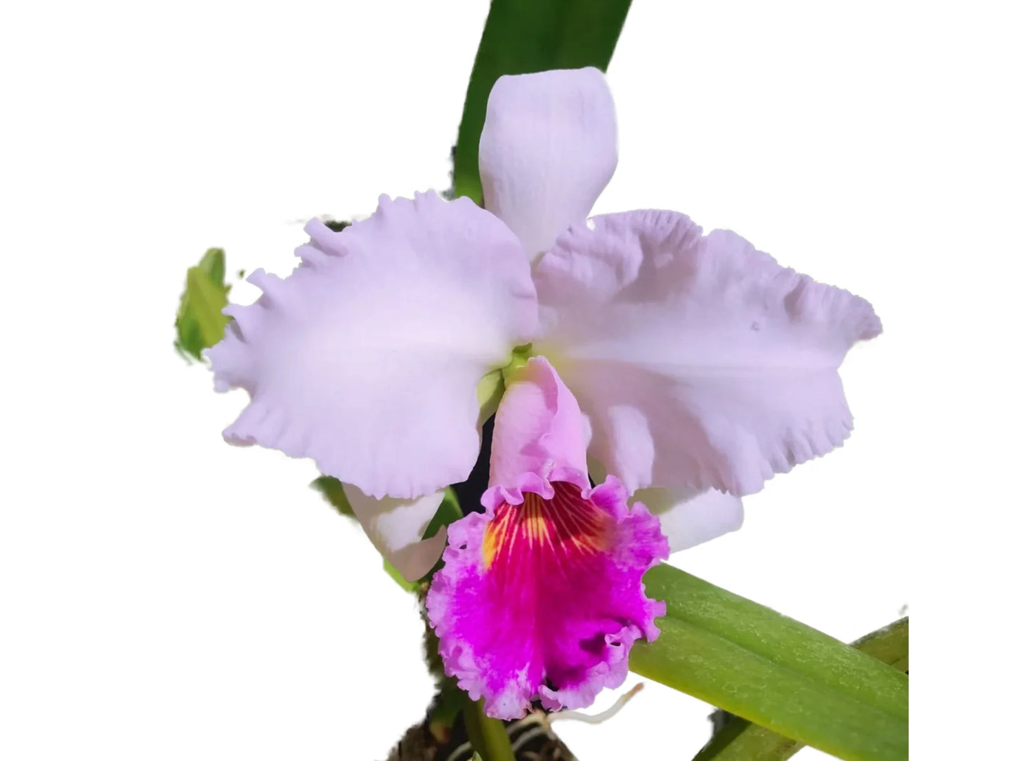 Cattleya Chusy Recinos