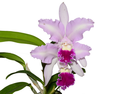 Cattleya Delta Fire Wing