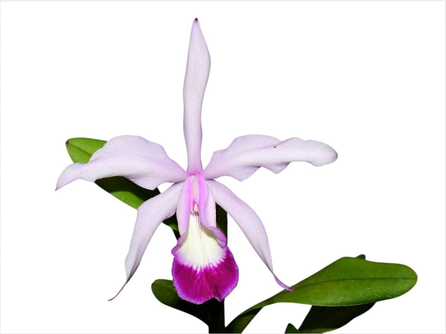 Cattleya Elegans (1898)