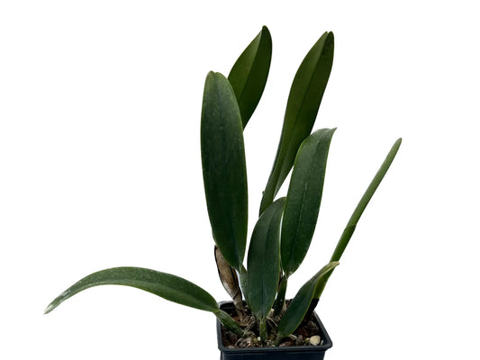 Cattleya Hawaiian Fair x C. Spring Squall